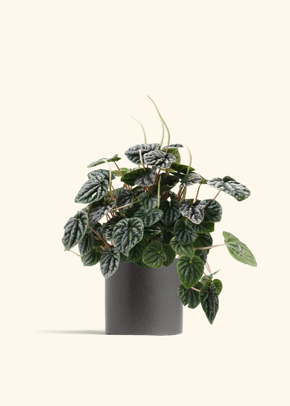 Pet Friendly Plants