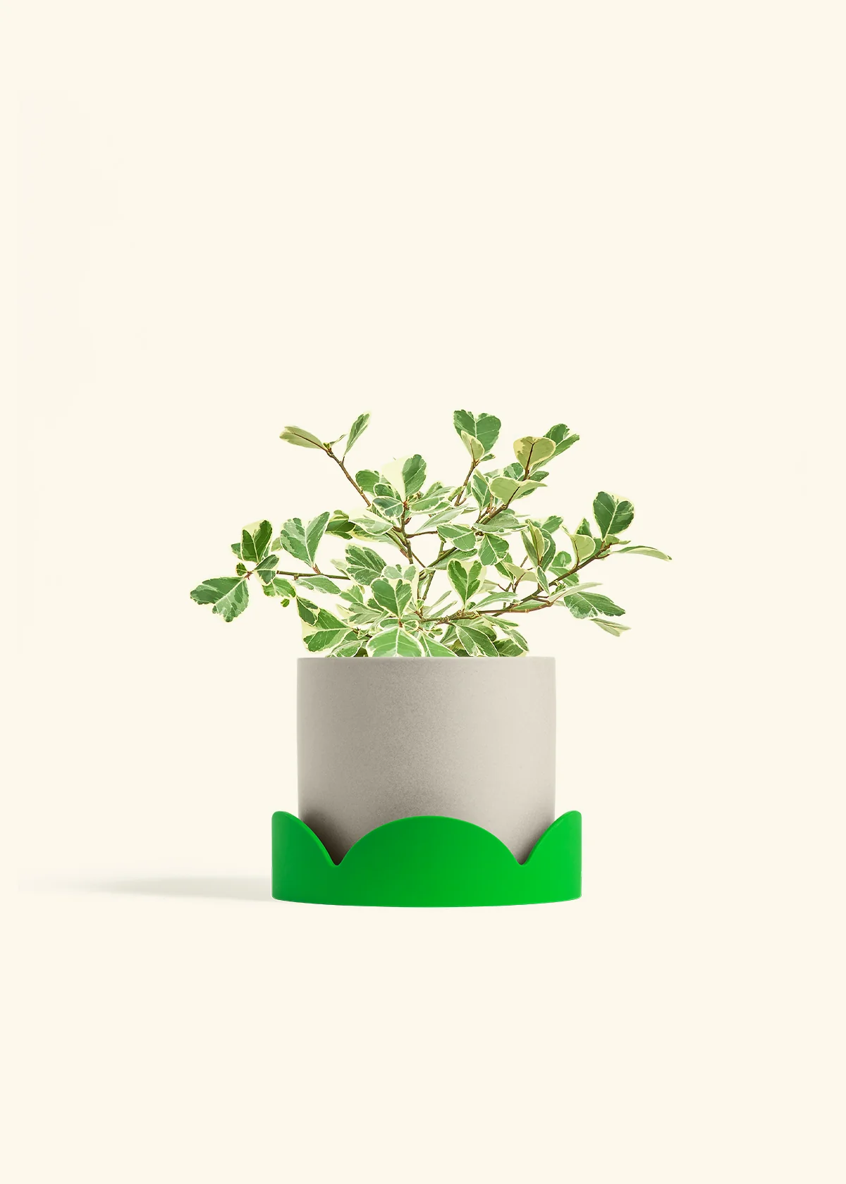 Product image 66